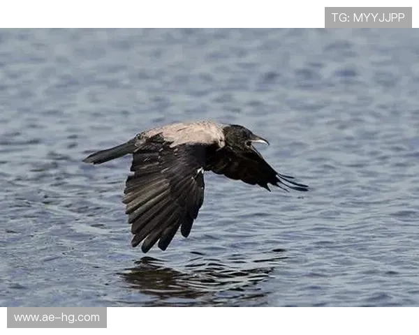 带着帽子的乌鸦在神秘世界中展开冒险揭示深藏的秘密与挑战